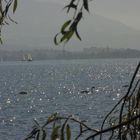 der Bodensee bietet Raum für Tier und Mensch