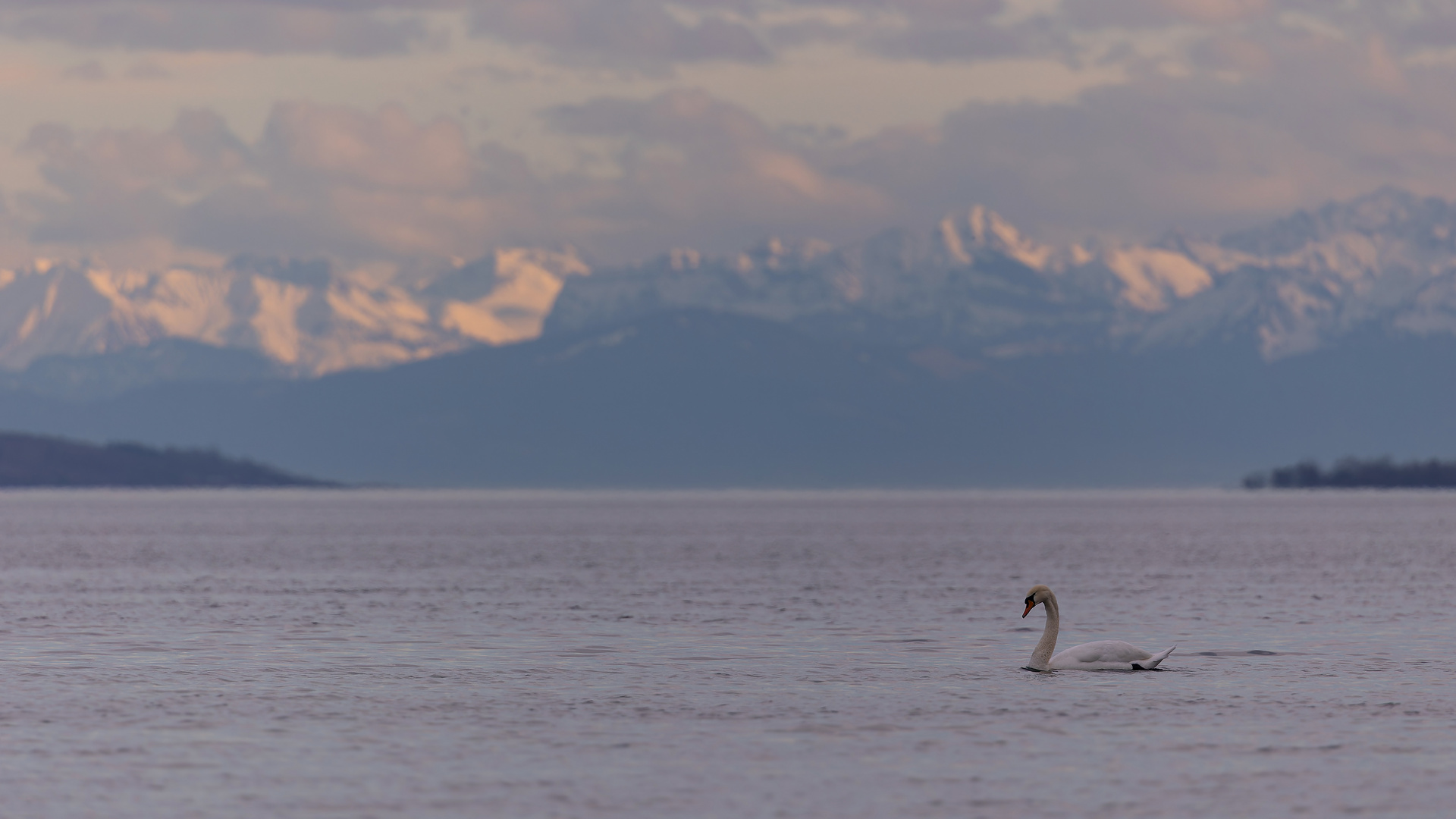 der Bodensee mit Schwan im Vordergrund