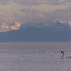 der Bodensee mit Schwan im Vordergrund