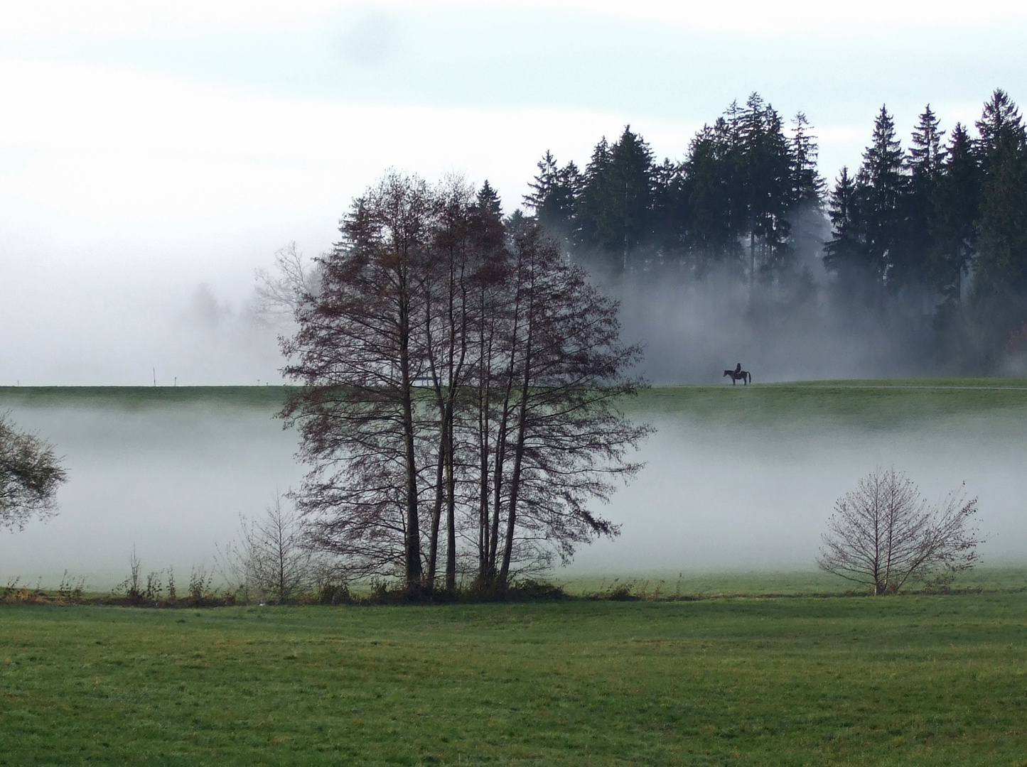 Der (Bodensee) Nebel steigt wieder