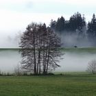 Der (Bodensee) Nebel steigt wieder