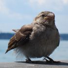 Der Bodensee-Spatz