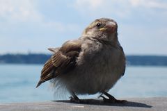 Der Bodensee-Spatz