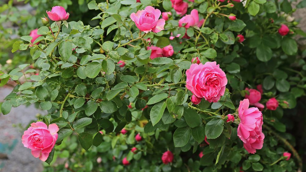 Der böige Wind verhinderte ein kleine Blende bei den Rosen...