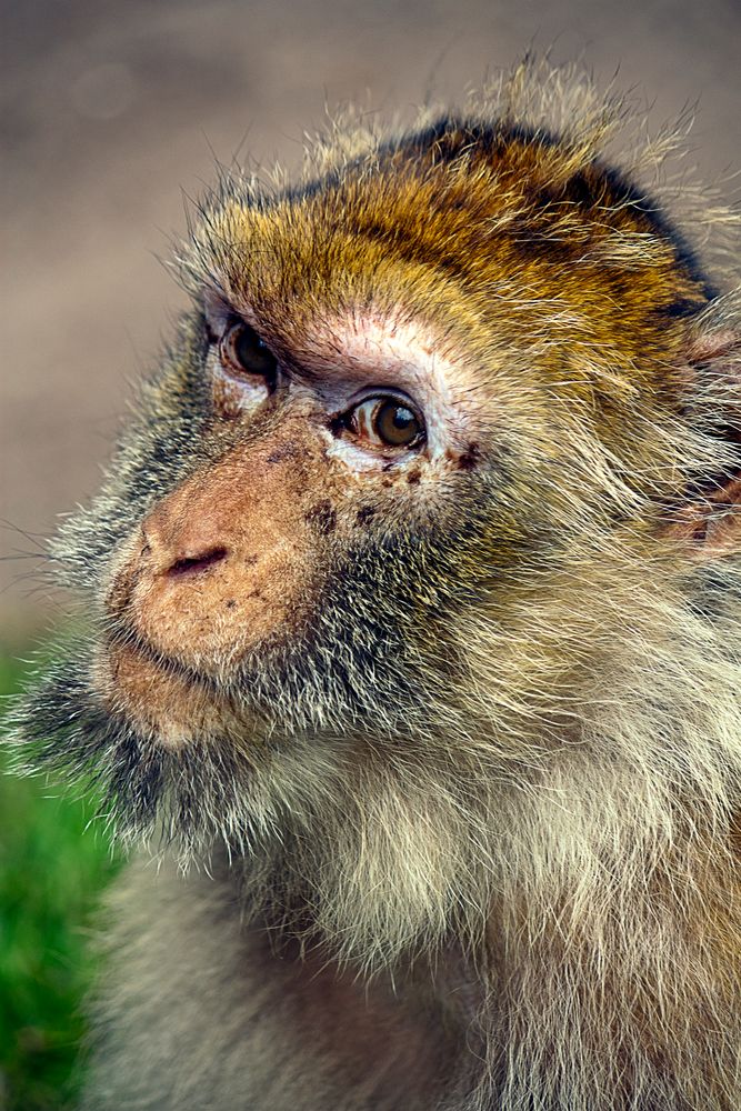 Der böse Blick