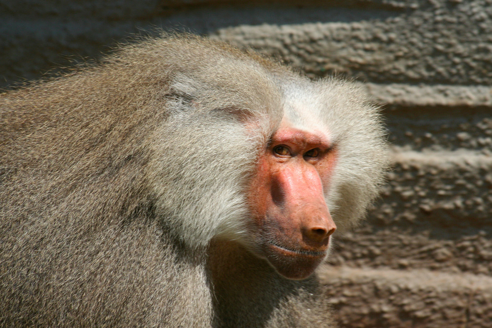 der böse Blick