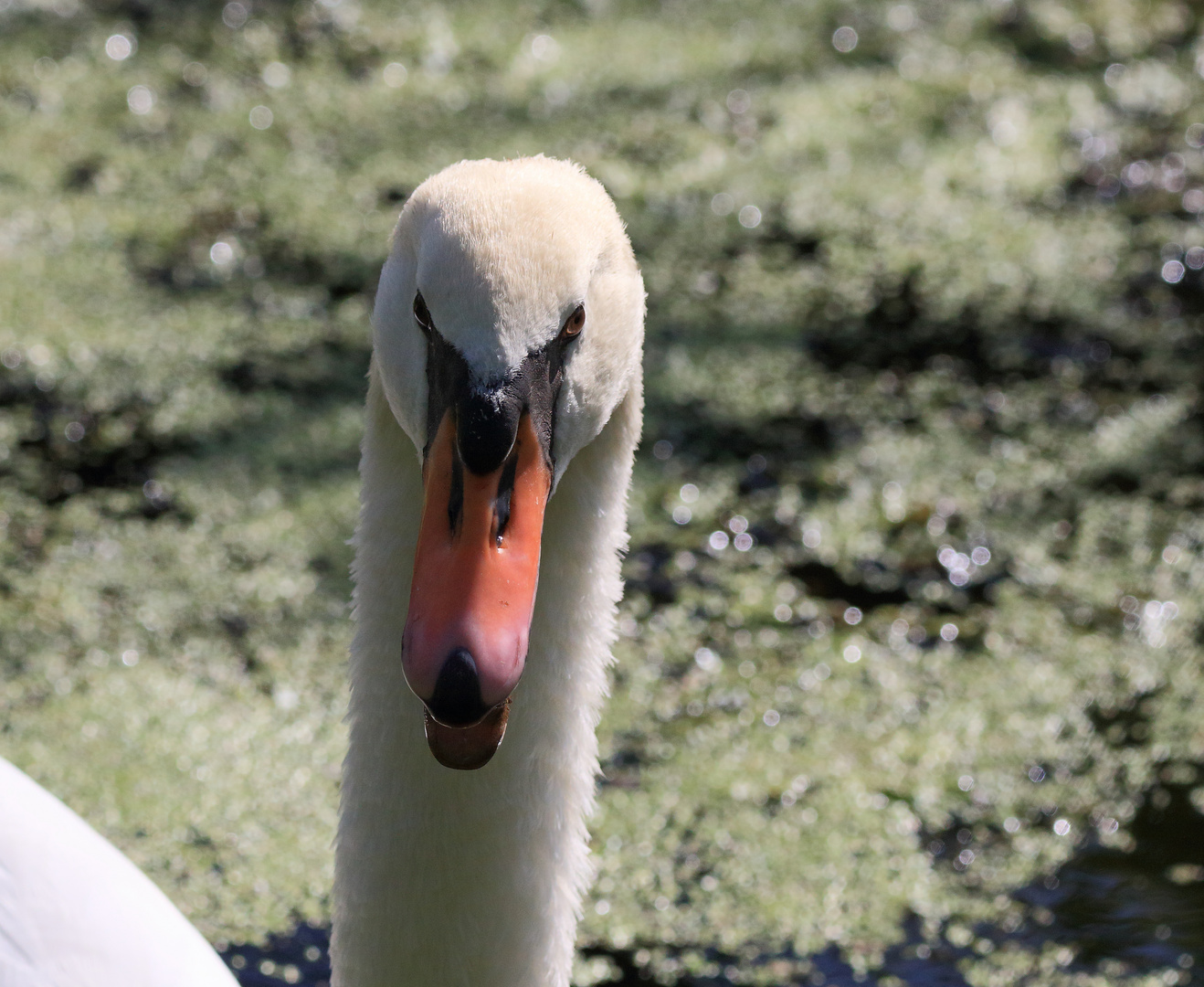 Der böse Blick !