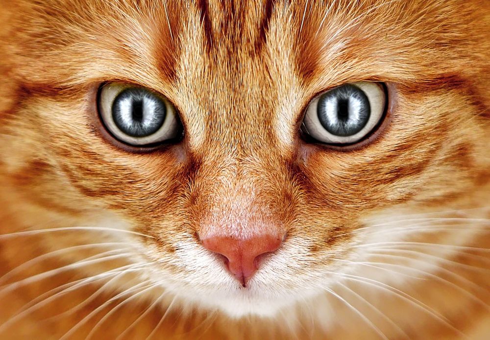 Der böse Blick Foto & Bild tiere, haustiere, katzen Bilder auf