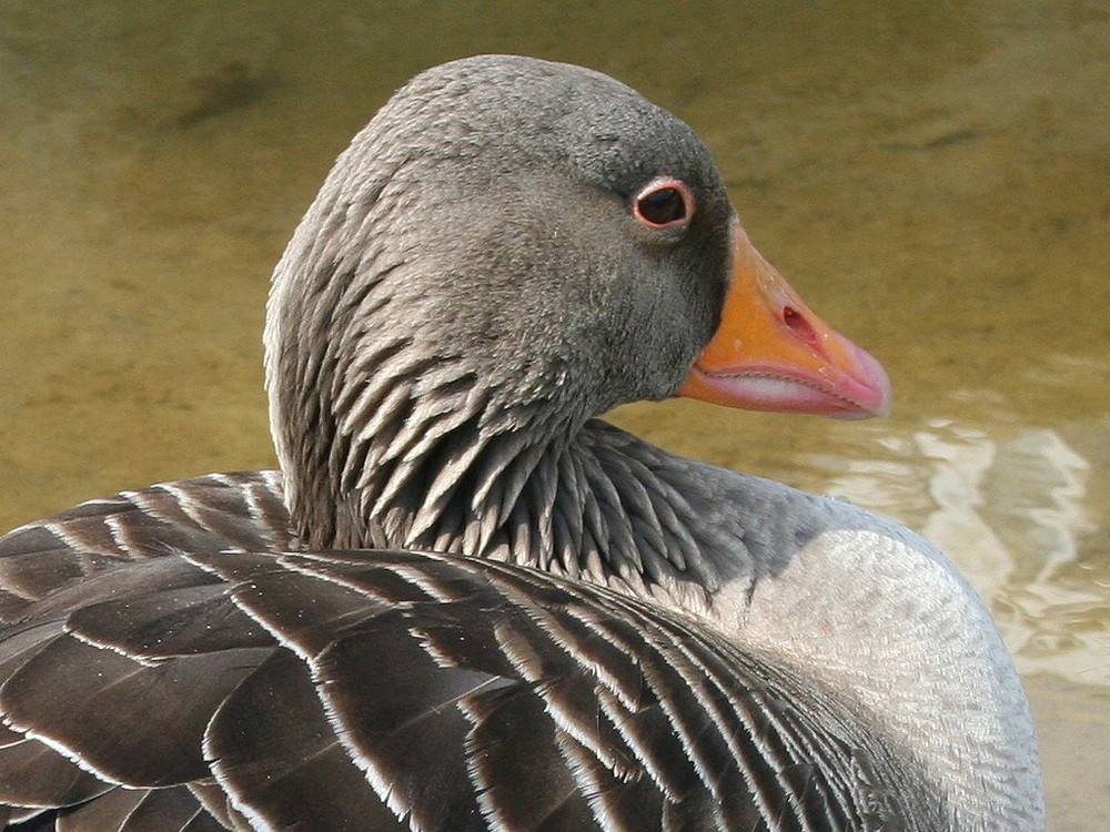 Der böse Blick,,,