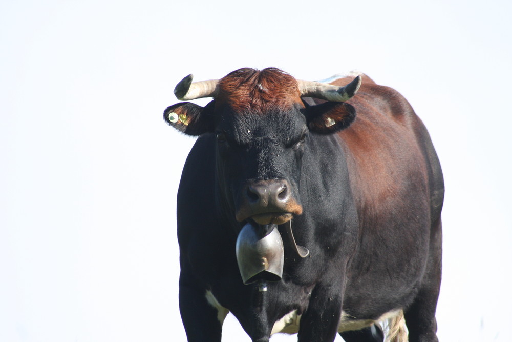 Der böse Blick