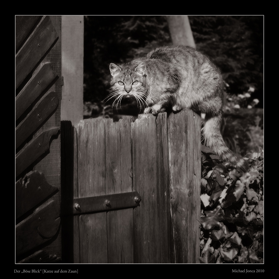 Der "Böse Blick" [Katze auf dem Zaun]