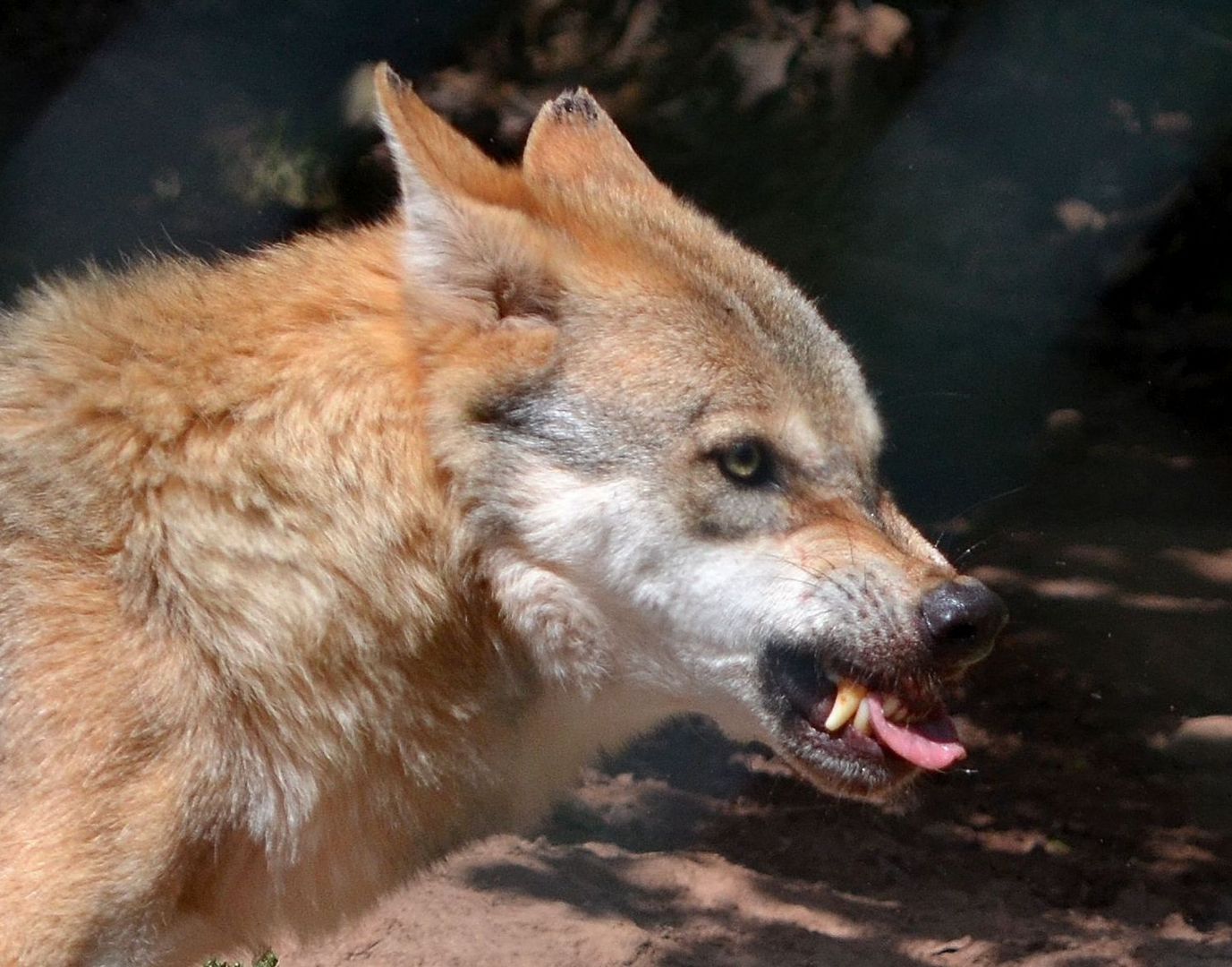 Der Böse Böse Wolf