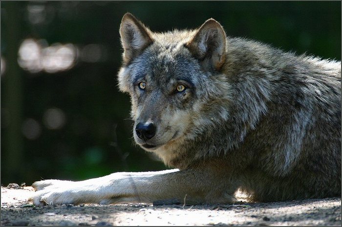 der böse, böse wolf.......?