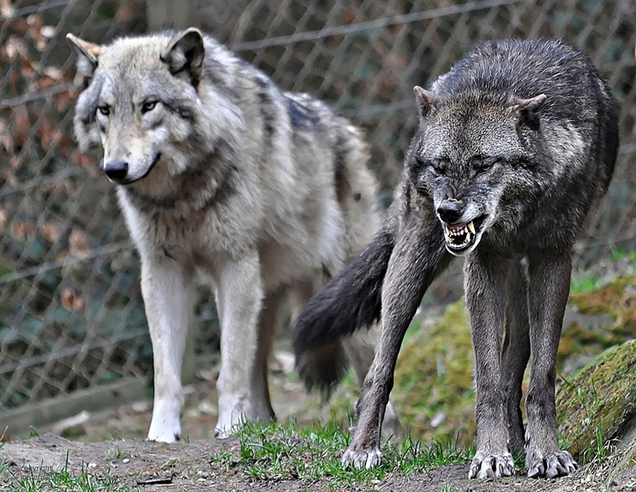 Der böse, böse Wolf !!!