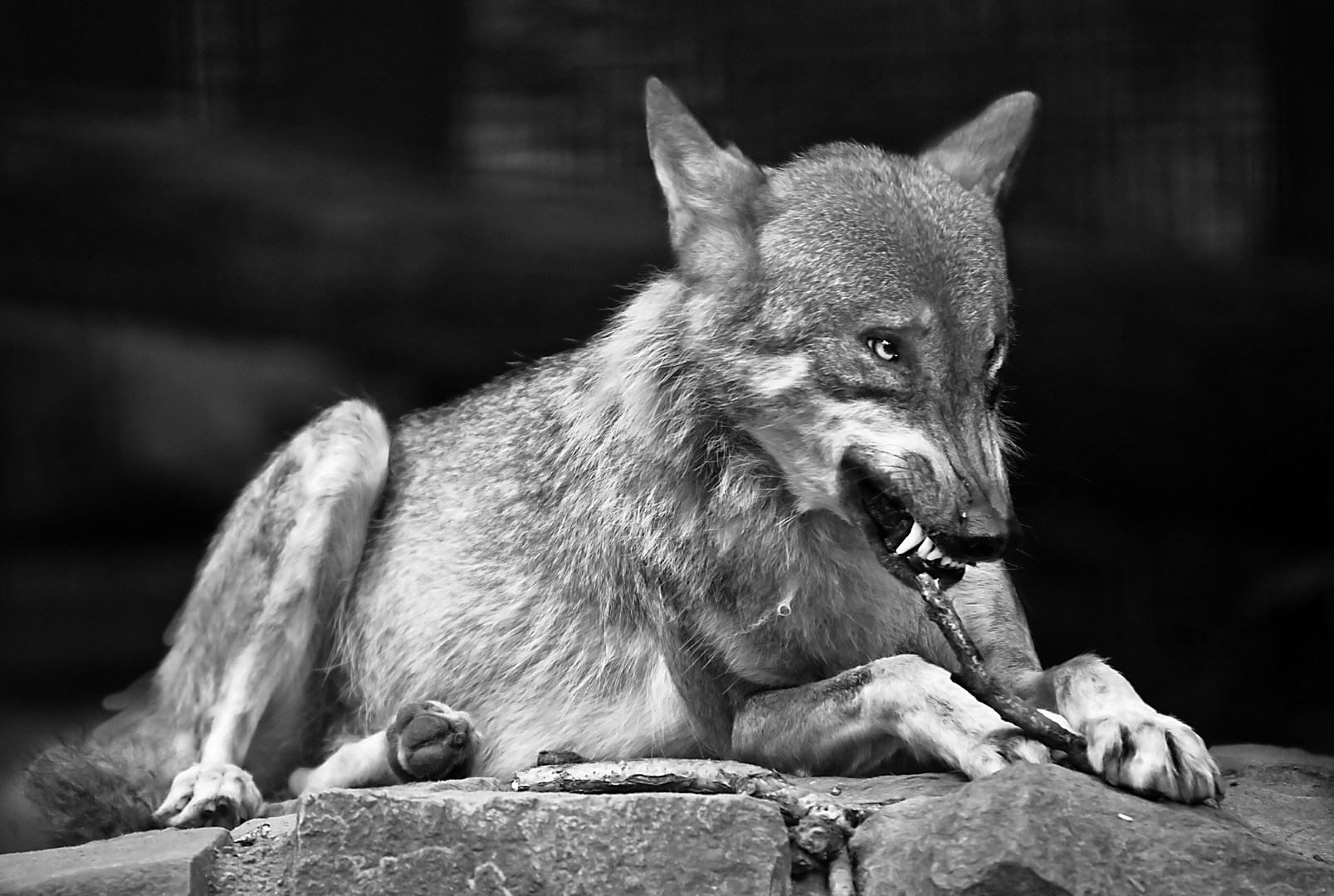 Der böse, böse Wolf