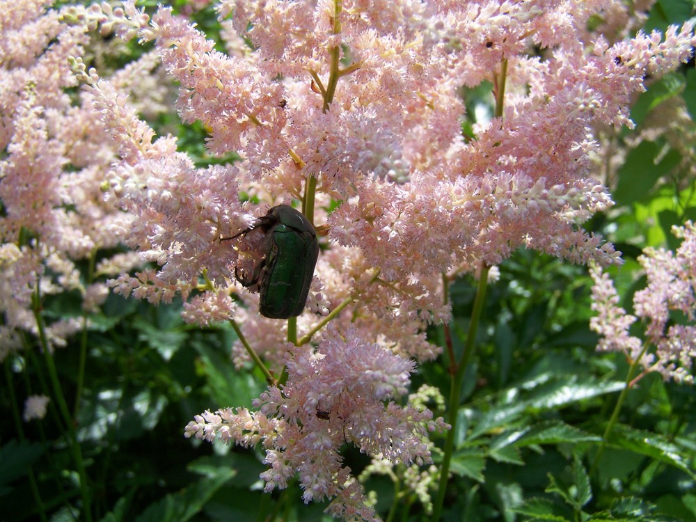 der böse käfer in der blume