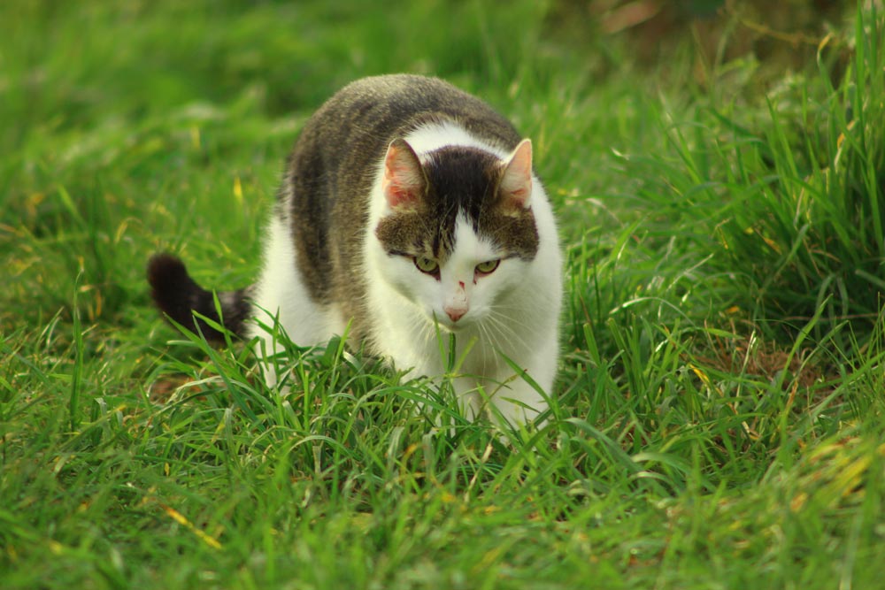 Der “böse” Kater von Nebenan!