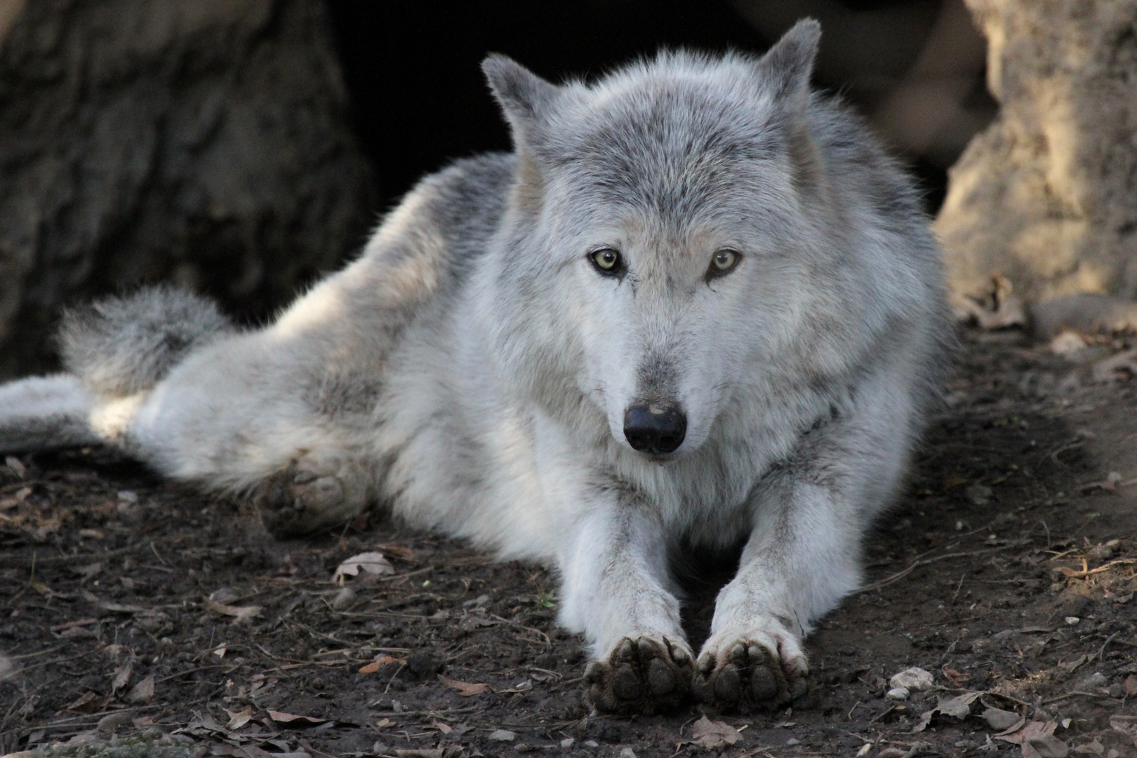 Der "böse" süsse Wolf