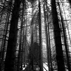 Der böse Wald