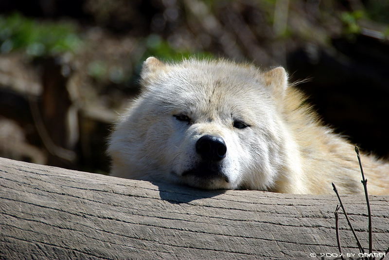 Der böse Wolf ?