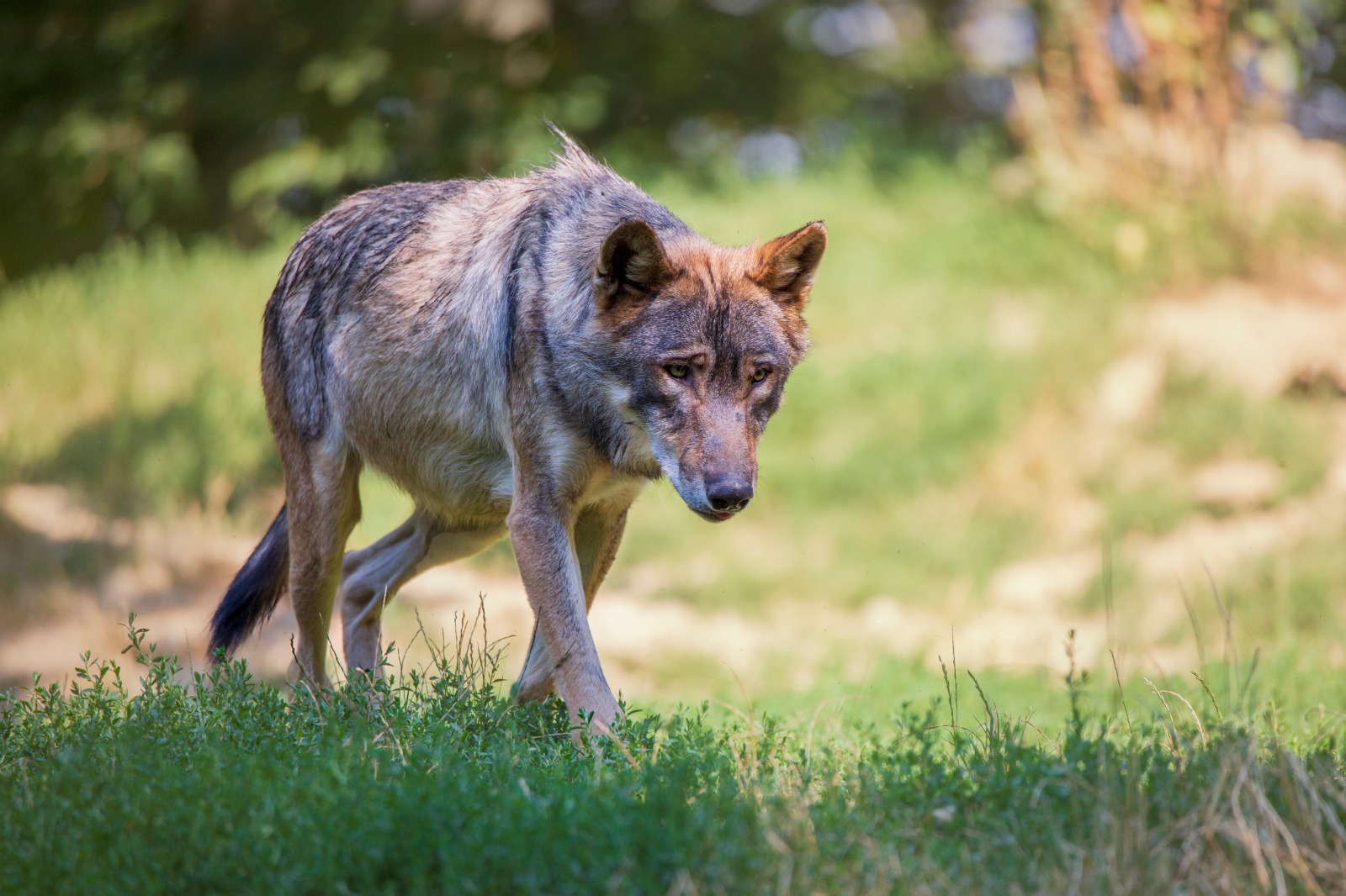 Der böse Wolf