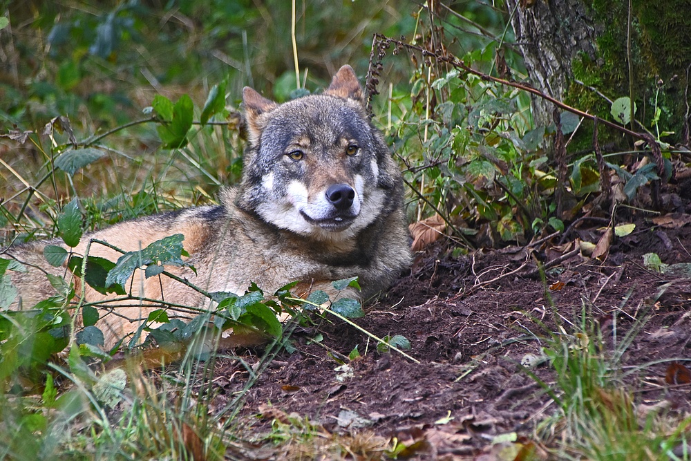 *der böse Wolf*