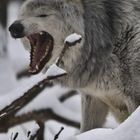 Der böse Wolf