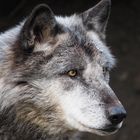 Der "böse" Wolf
