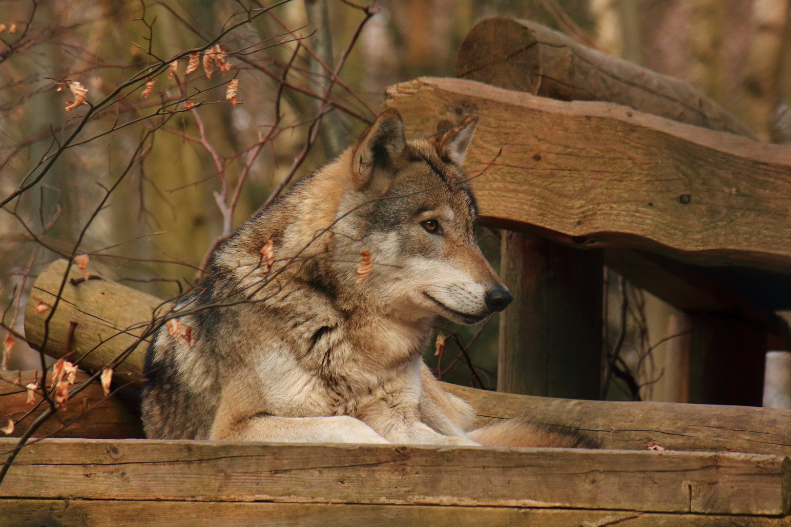 Der böse Wolf