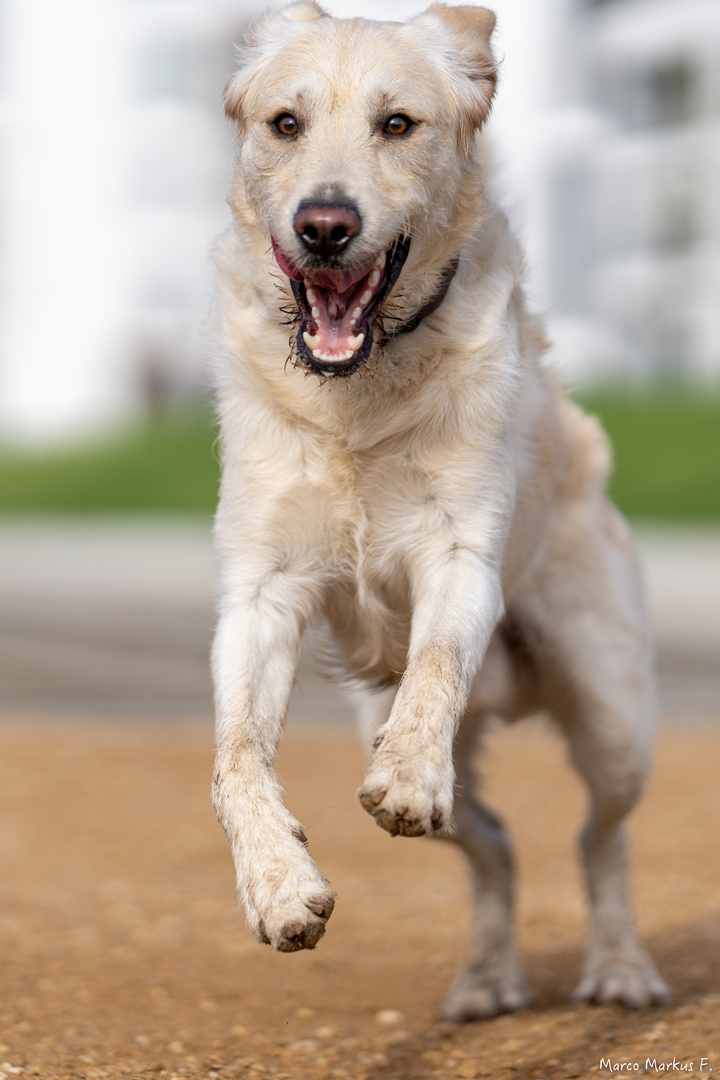 Der böse Wolf ?