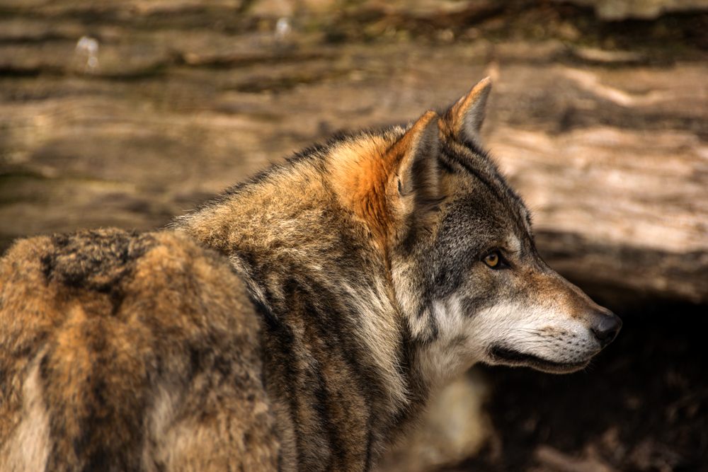 der böse Wolf... ;)