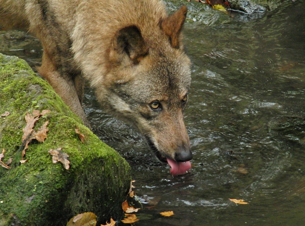 Der böse Wolf???