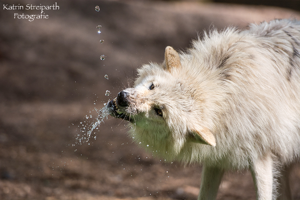 Der böse Wolf?