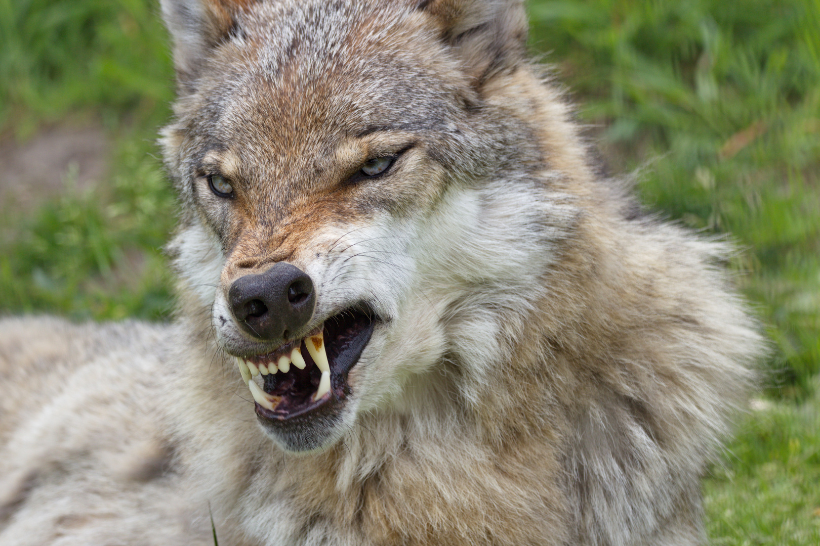"Der böse Wolf" Foto & Bild | natur, wolf, tiere Bilder auf fotocommunity