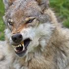 "Der böse Wolf"