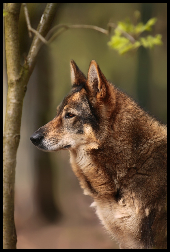 Der "böse" Wolf