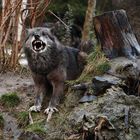 Der Böse Wolf