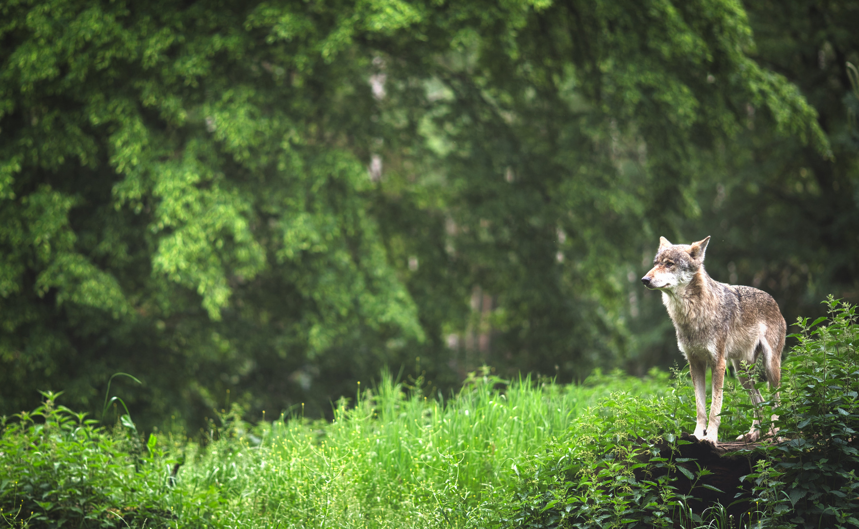 Der (böse?) Wolf