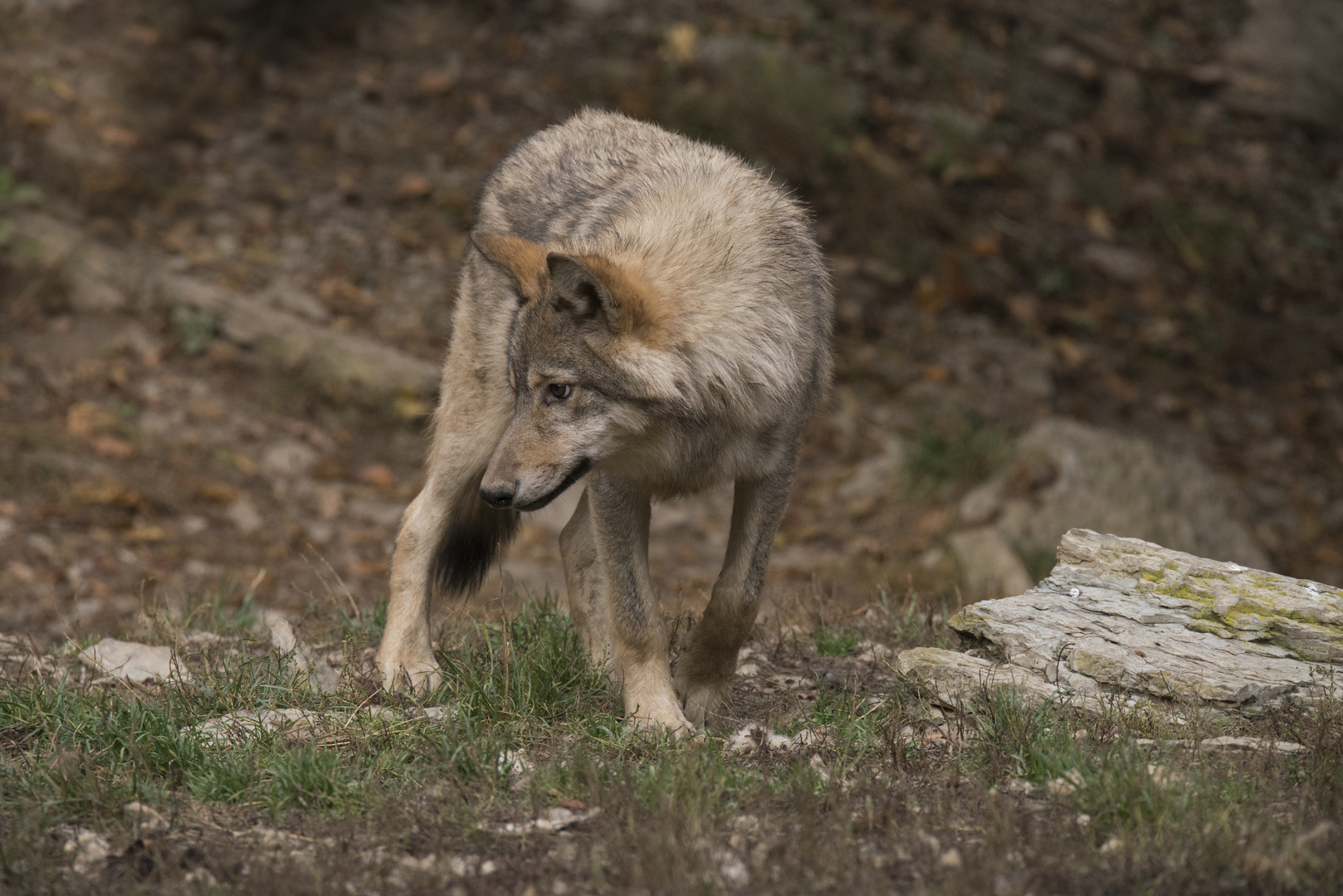 Der böse Wolf ? Eine Mär.