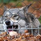 Der "böse" Wolf, geschützt vor den... Menschen!