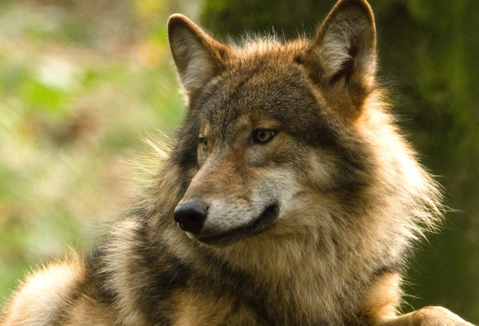 Der böse Wolf III
