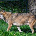 Der "böse" Wolf im Wildtierpark Goldau (CH)