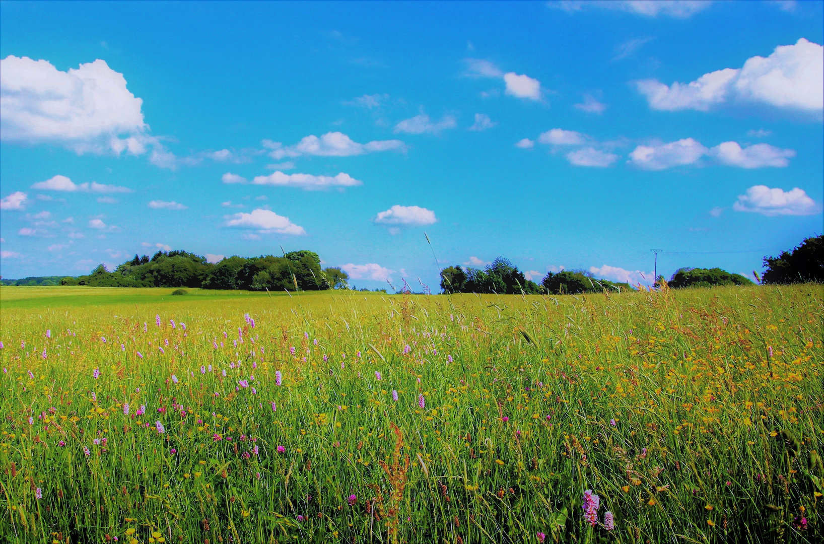 Der bonbonfarbene Frühling findet auch auf dem Westerwald statt ...