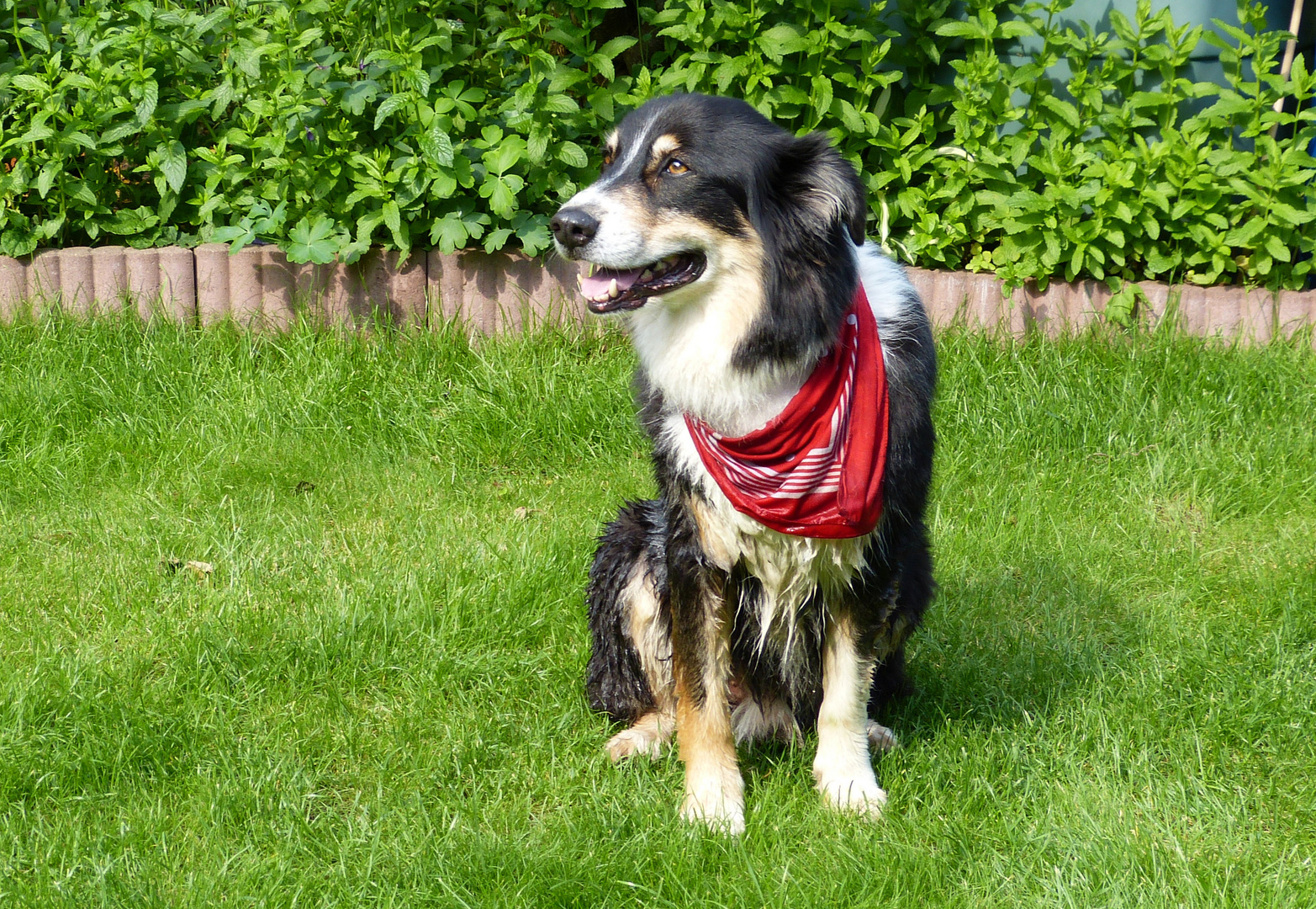 Der Border-Collie 1