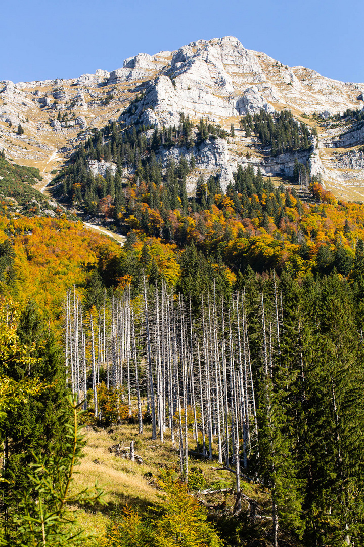 Der Borkenkäfer im Wildnisgebiet Dürrenstein