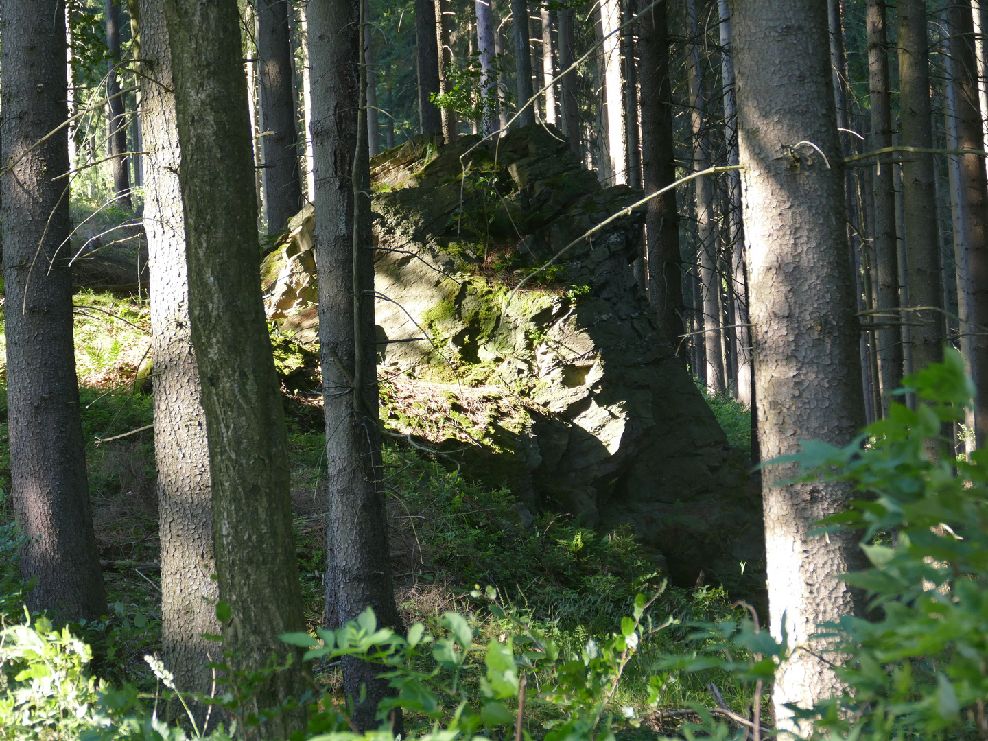 "Der Bornwald" (Erzgebirge)