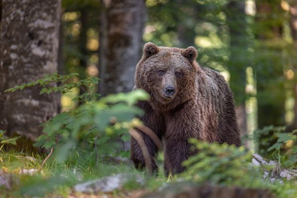 Der "Boss" betritt die Lichtung