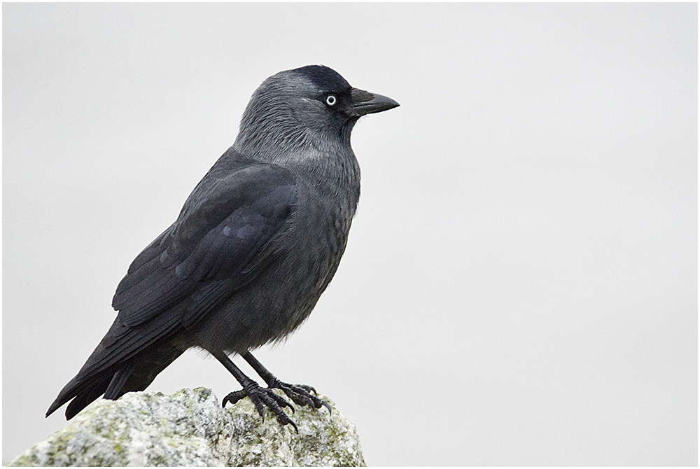 Der Boss - Ein Besuch bei den Dohlen (Corvus monedula) . . . (6)