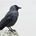 Der Boss - Ein Besuch bei den Dohlen (Corvus monedula) . . . (6)