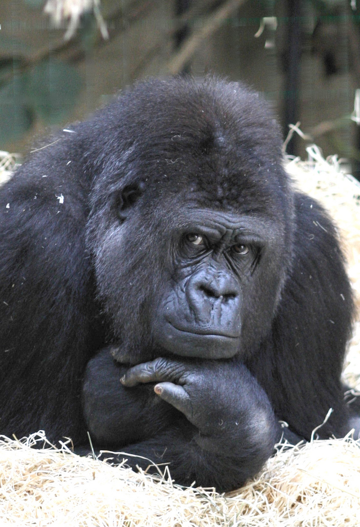 Der Boss (Gorilla)